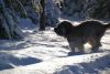 Ginjol E La Neve 2