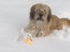 Giochi Nella Neve