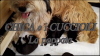 chica_la_poppata.PNG.png