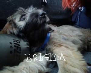 Brigida