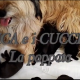 CHICA e i CUCCIOLI-VIDEO poppata